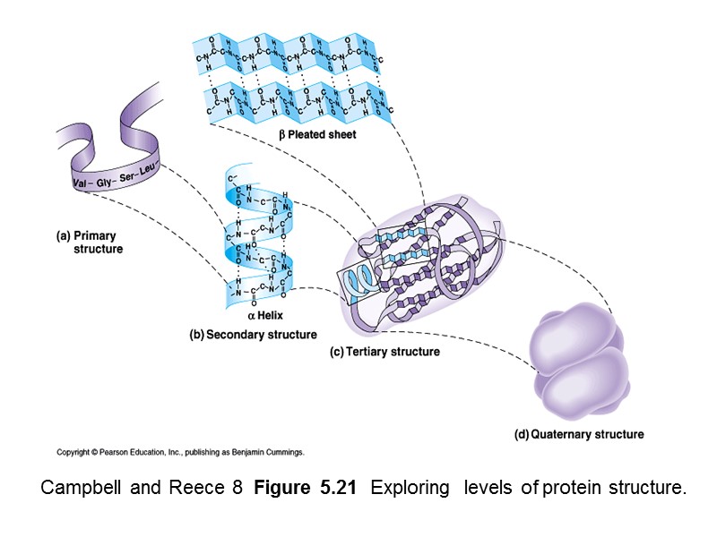 Campbell and Reece 8  Figure 5.21  Exploring  levels of protein structure.
